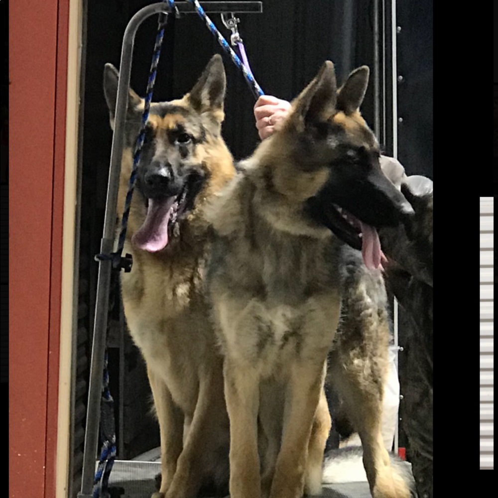 Meet your Posher, Scarlett